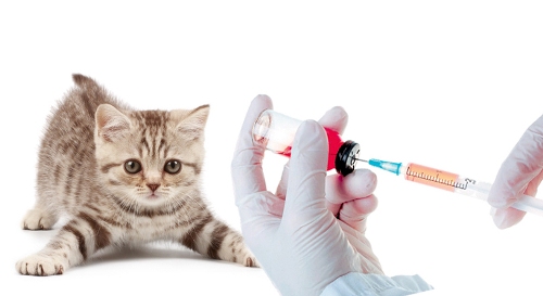 вакцинация кошек 
